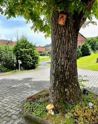 Haus_Baum_1